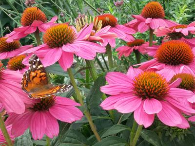 Pink coneflowers with an orange-black butterfly resting on a petal