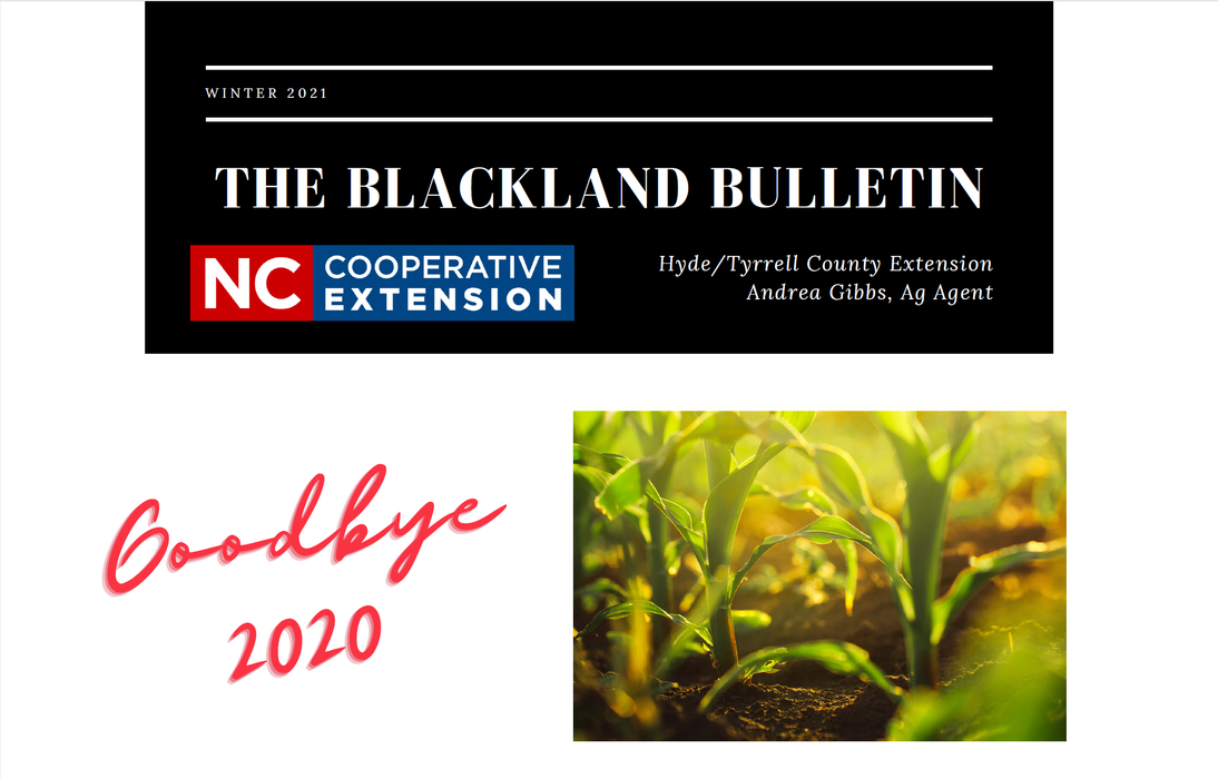 Blackland Bulletin header image