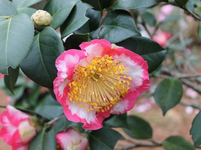 Camellia_japonica Higo Ohkan