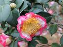 Camellia_japonica Higo Ohkan
