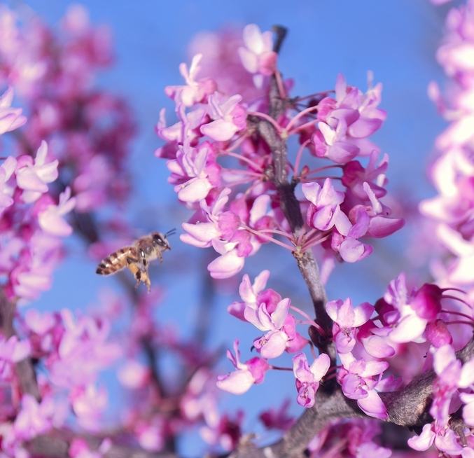 Redbud Flower with Bee
