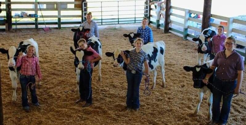 Group steer showing