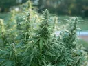 Hemp plant photo