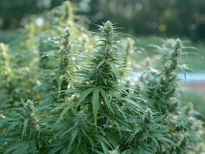 Hemp plant photo