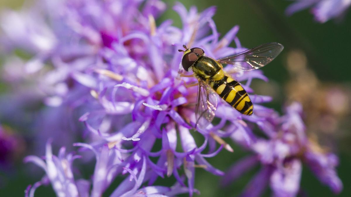 hoverfly on vernonia flowers