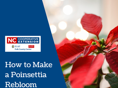 How to Make a Poinsettia Rebloom-1
