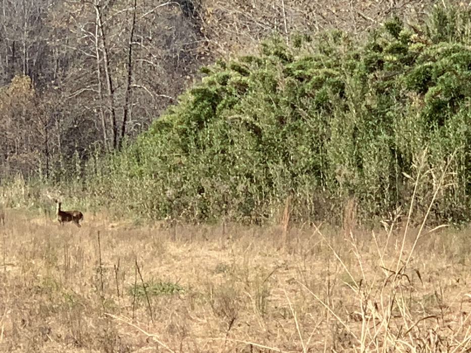 Patch of healthy bamboo and alert, white-tailed deer standing in field