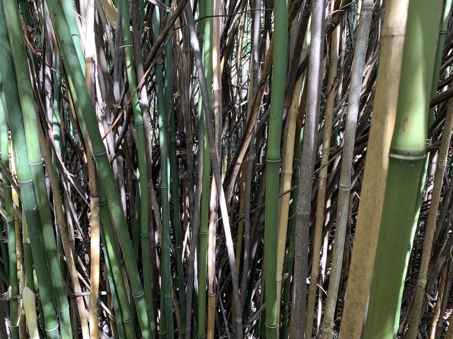 Close up of dense culms of rivercane, a native bamboo, both alive and dead