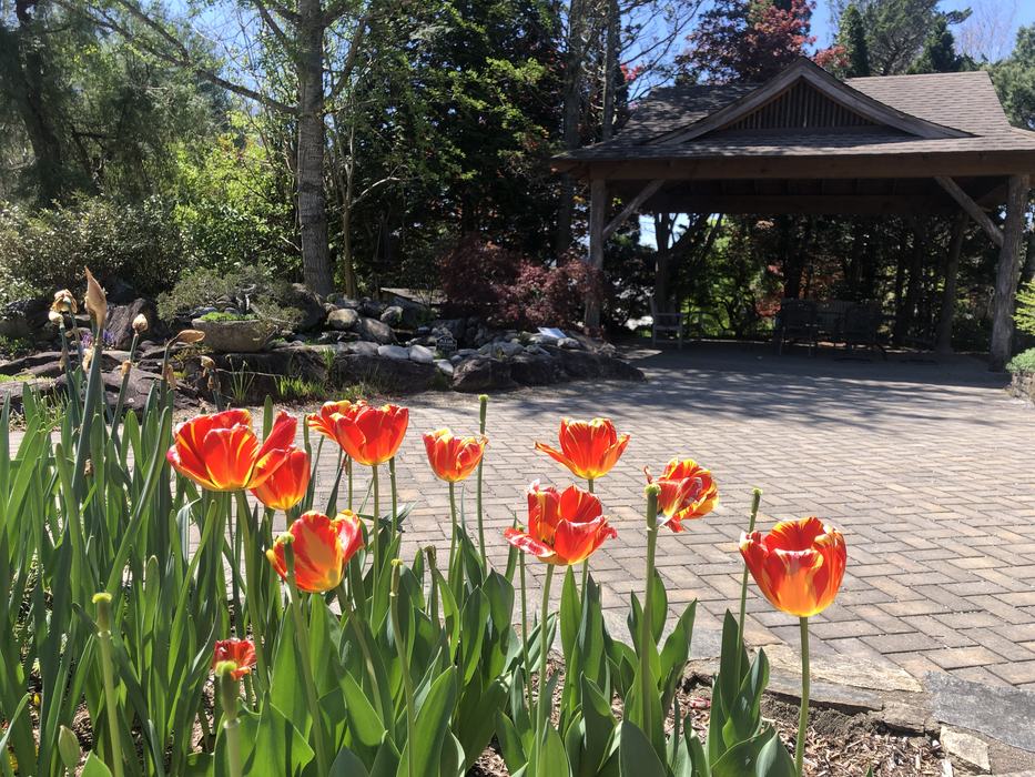 tulips