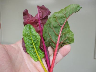 Swiss chard