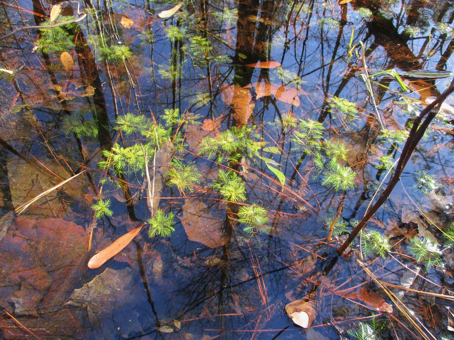 Proserpinaca palustris