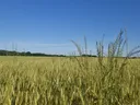 Ripening wheat field with tall grasses in foreground and tree line under blue sky