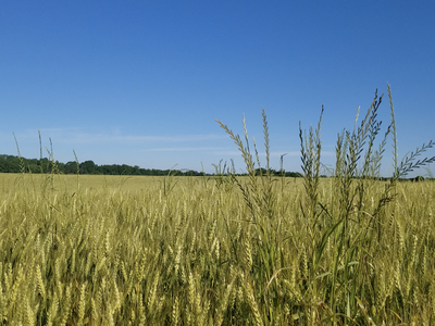 Ripening wheat field with tall grasses in foreground and tree line under blue sky