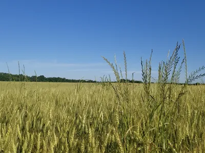 Ripening wheat field with tall grasses in foreground and tree line under blue sky
