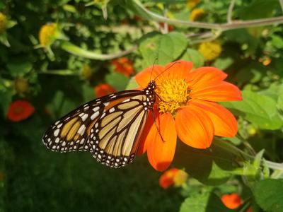 Butterfly on Mexican sunflower