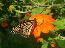 Butterfly on Mexican sunflower