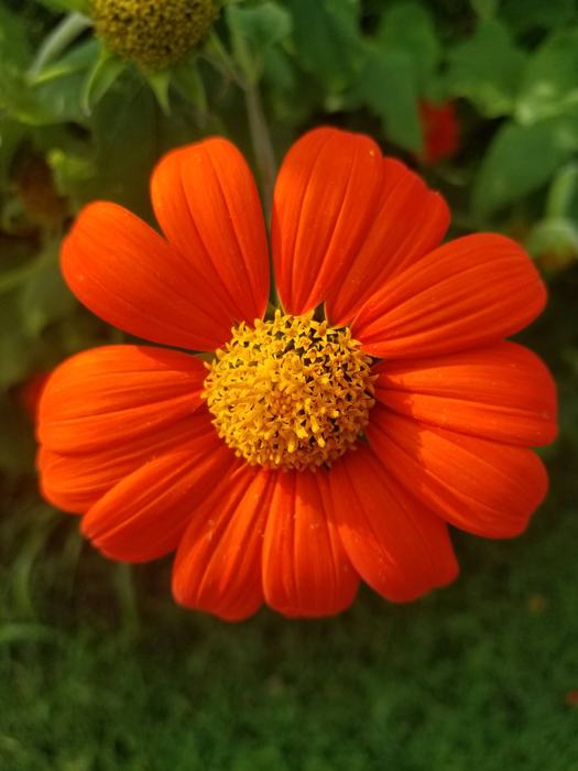 Beautiful Mexican sunflower