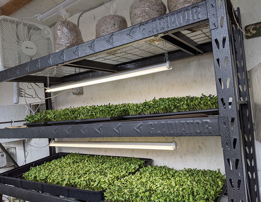 Meredith produces microgreens