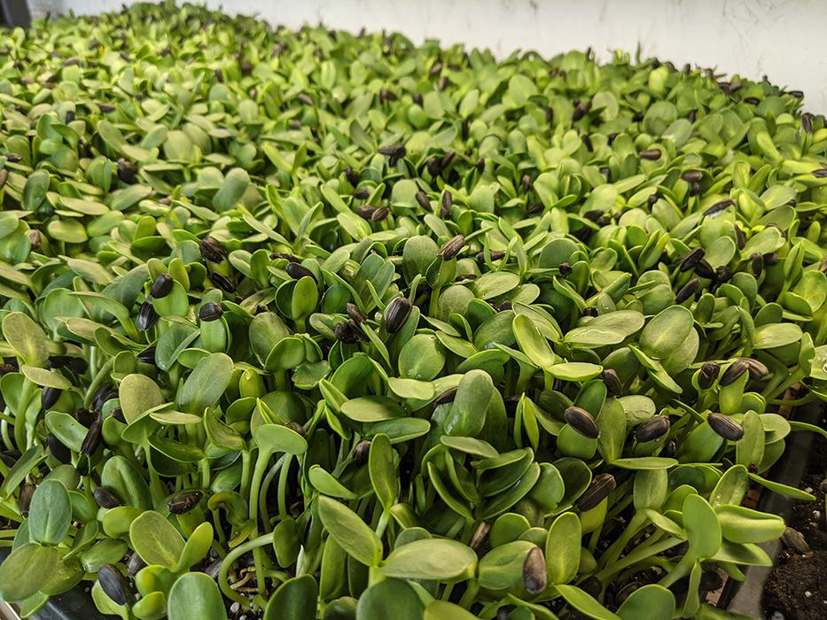 Sunflower microgreens