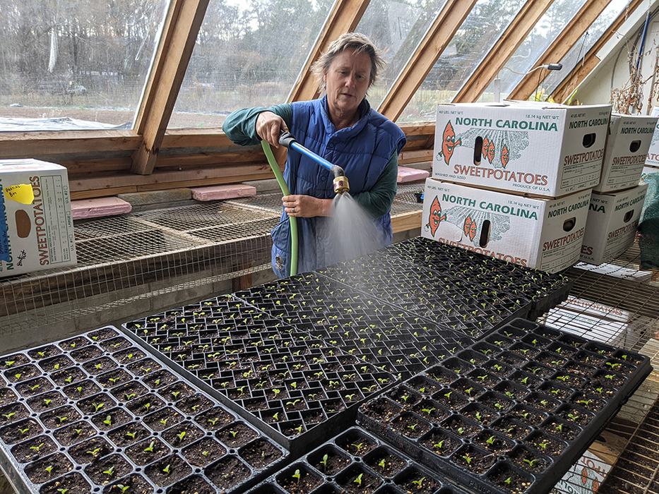 Watering some lettuce seedlings in the greenhouse