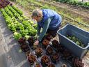 Person kneeling harvesting red and green lettuce heads into a plastic bin