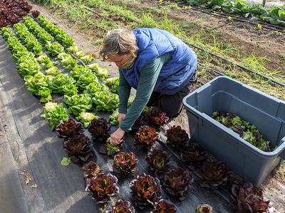 Person kneeling harvesting red and green lettuce heads into a plastic bin