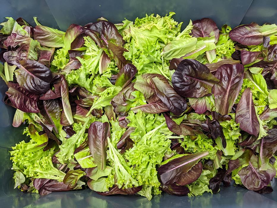 Gorgeous Salanova lettuce