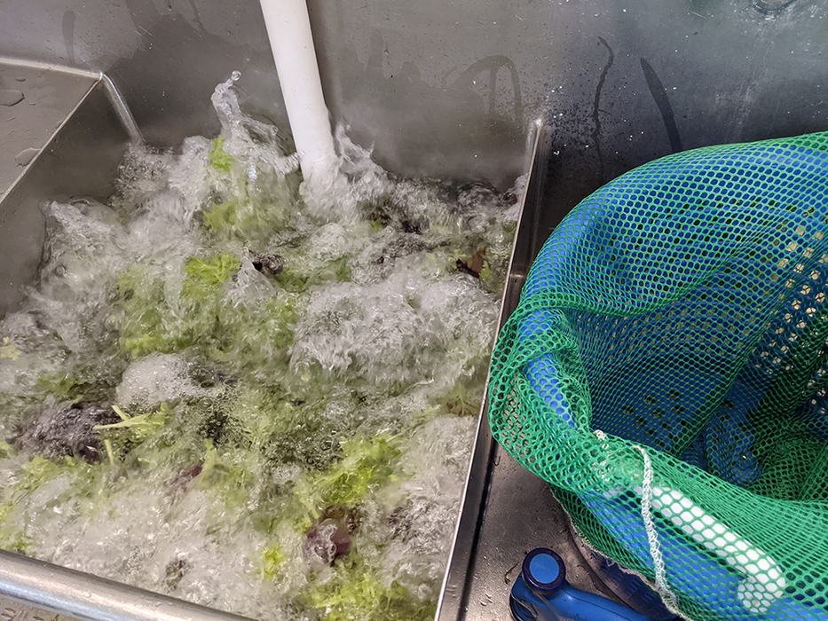Meredith made a bubbler to wash lettuce and greens