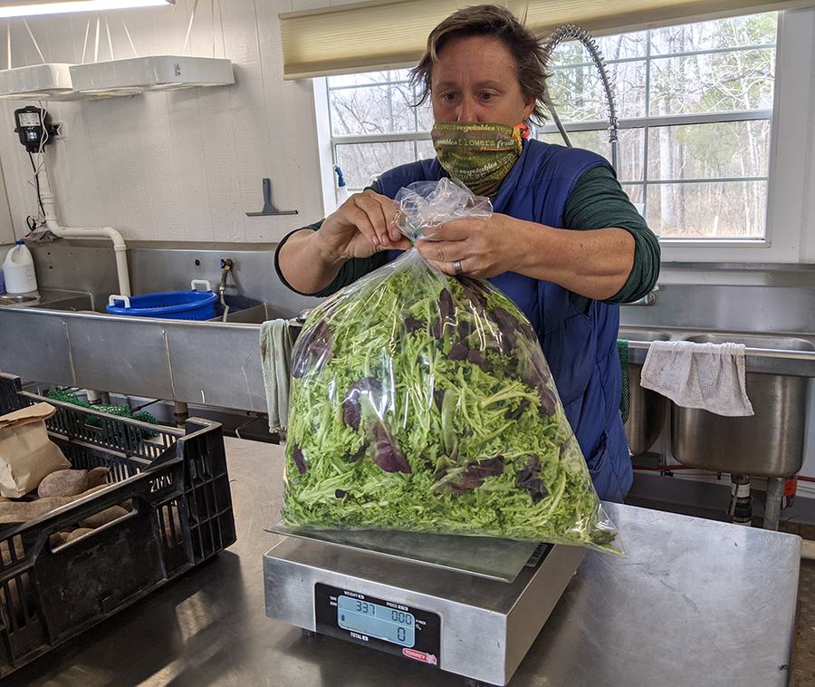 Meredith weighs the bag of lettuce for her harvest records