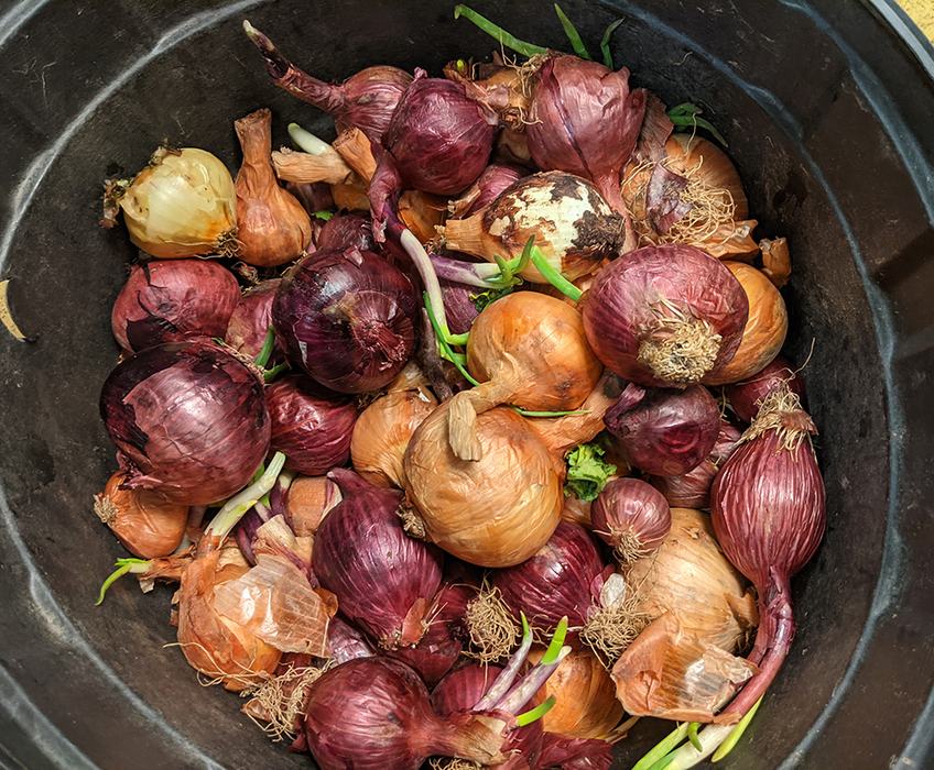 Sprouting onions