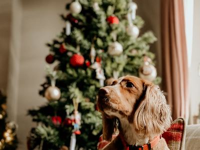 photo of dog on sofa in front of Christmas tree