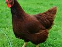 Brown hen standing on green grass, facing left