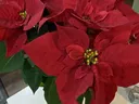 Red Poinsettia