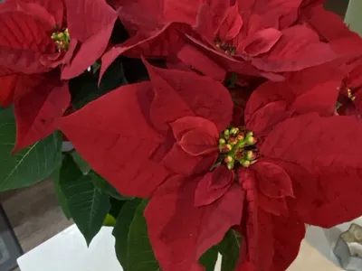 Red Poinsettia