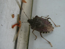 Stink Bug