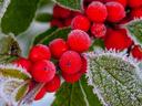 Winterberry-Holly