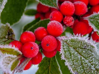 Winterberry-Holly