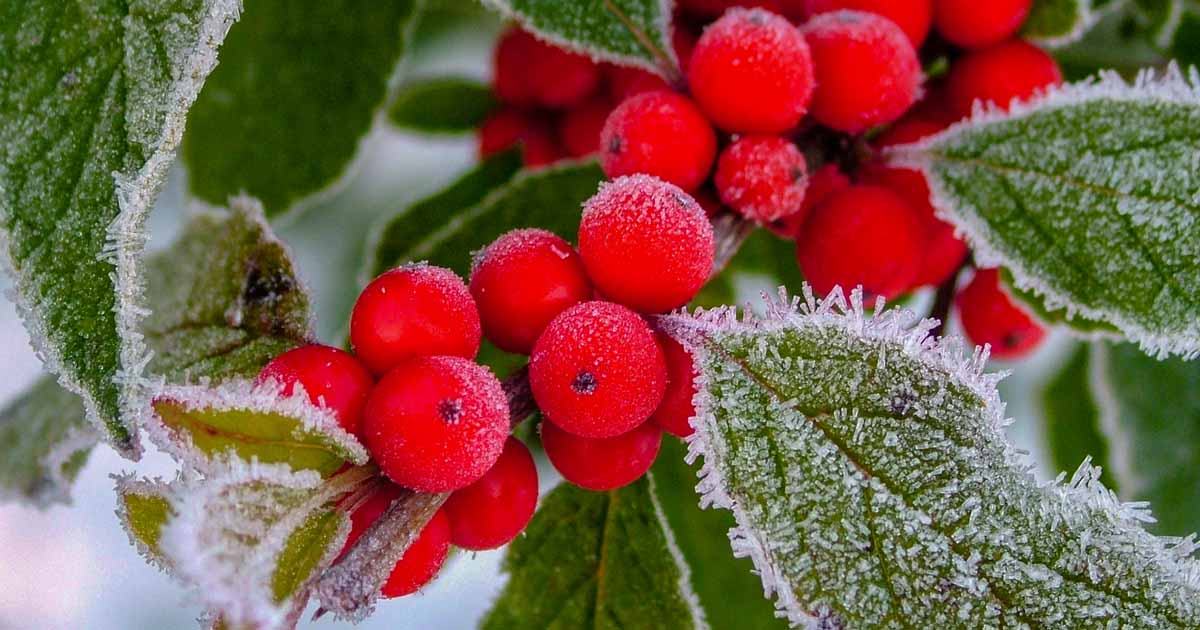 Winterberries