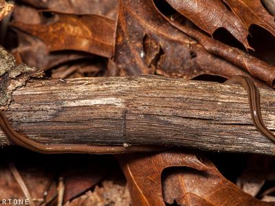 A long, brown, striped hammerhead worm Bipalium kewense