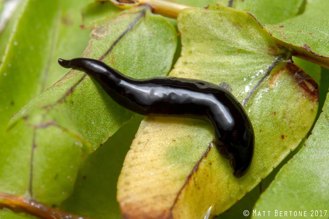 Small, black and shiny terrestrial flatworm