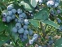 Blueberries