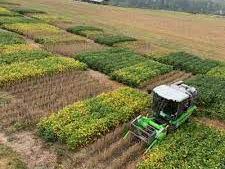 Green combine harvester cutting crop rows across patchwork agricultural test plots