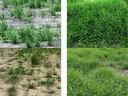 June 1, 2016: patchy sparse grass on bare soil; July 1, 2016: dense green grass