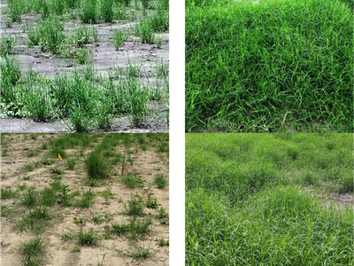 June 1, 2016: patchy sparse grass on bare soil; July 1, 2016: dense green grass