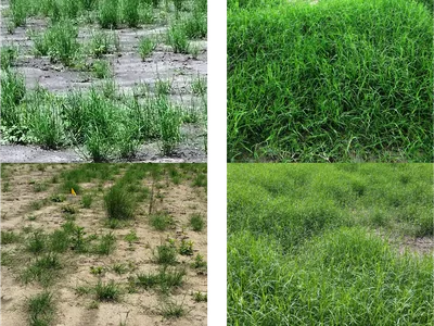 June 1, 2016: patchy sparse grass on bare soil; July 1, 2016: dense green grass