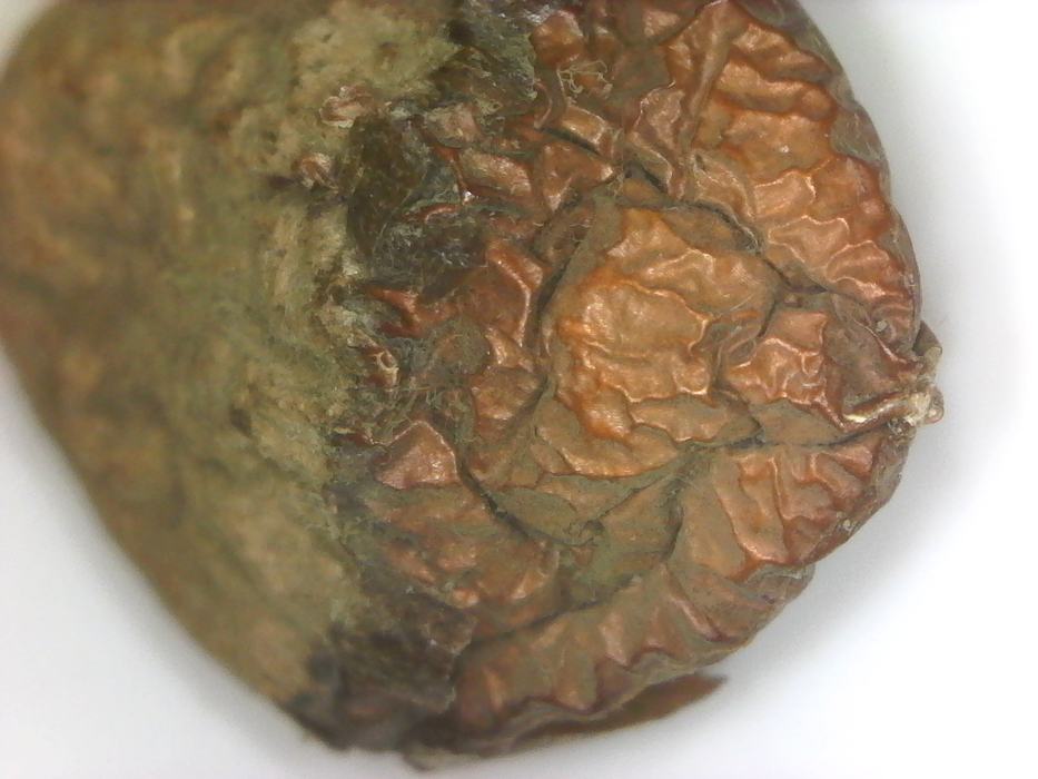 Inner layer of the seed coat
