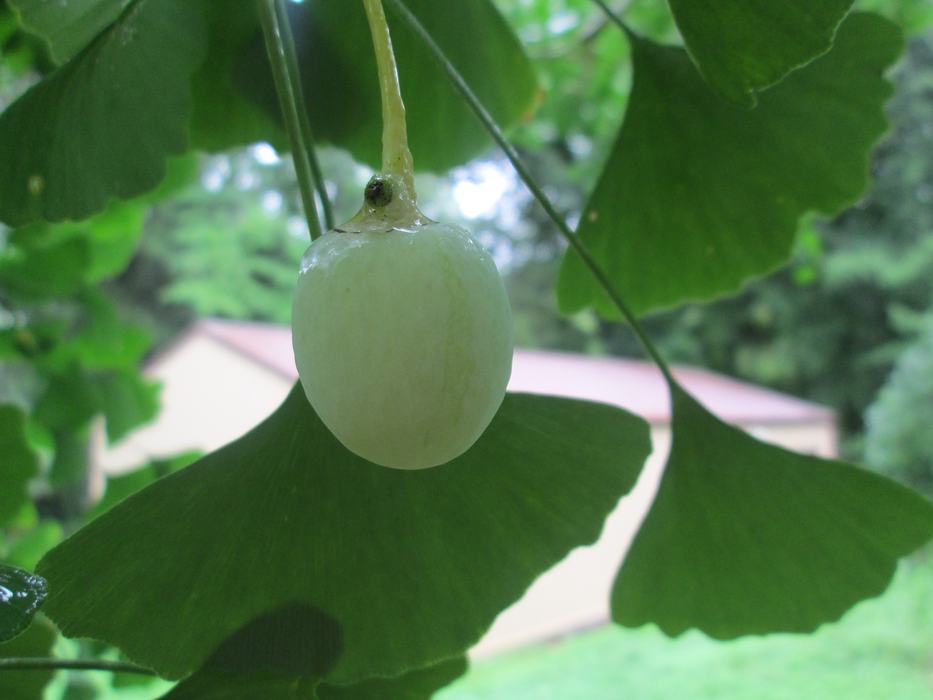 Outer seed covering