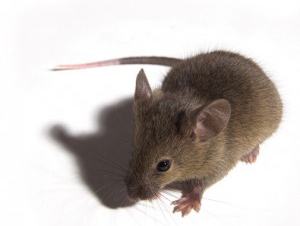 House Mouse
