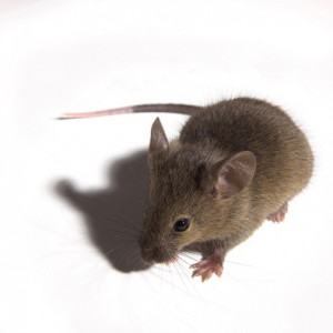 House Mouse