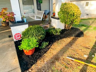 mulch around shrubs